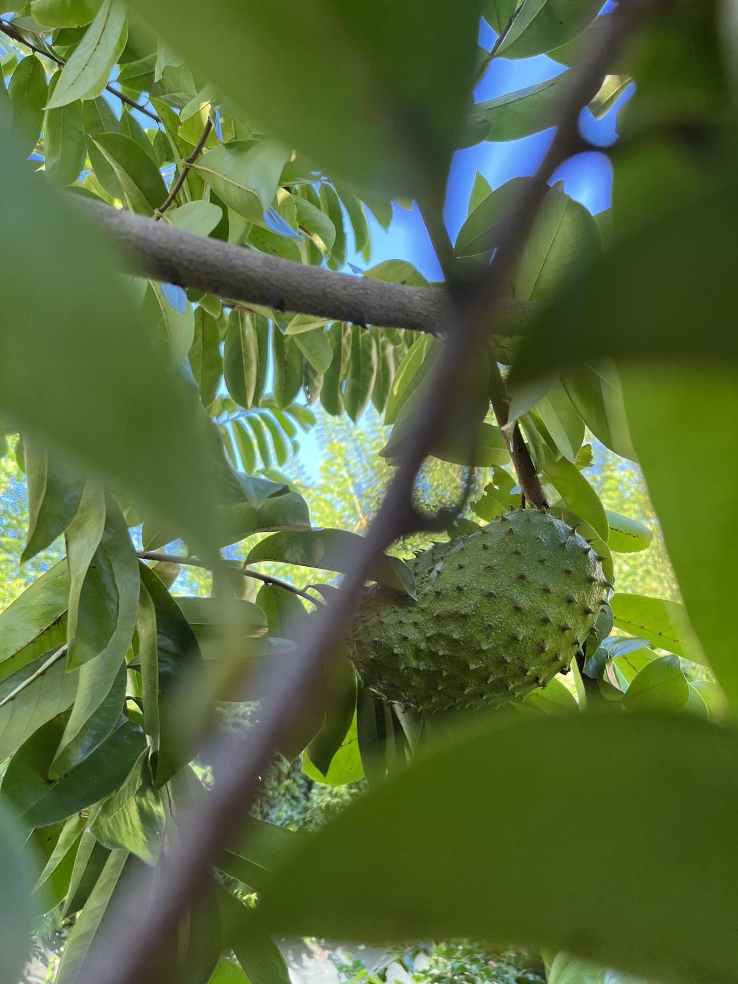Eden Paradise Ecolodge & Spa Сент-Люс Екстер'єр фото